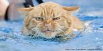     
: 71757415_1277821506_swimming_cats_28.jpg
: 10
:	92.5 
ID:	11863991