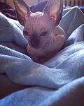     
: IMG_6353.jpg
: 45
:	98.4 
ID:	11891716