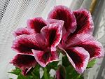     
: tmp_18722-20150626_073249423519715.jpg
: 46
:	140.7 
ID:	11891857