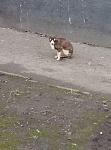     
: кот.jpg
: 56
:	81.8 
ID:	11893020