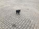     
: IMG_3134.jpg
: 105
:	221.1 
ID:	11895828