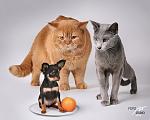    
: 3758250_large.jpg
: 45
:	200.8 
ID:	1190347