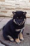     
: IMG_7455.jpg
: 26
:	85.4 
ID:	11918732