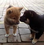     
: IMG_7467.jpg
: 40
:	95.4 
ID:	11918735