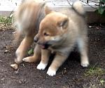     
: IMG_7472.JPG
: 26
:	279.8 
ID:	11918742