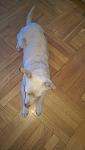     
: IMG_9236.jpg
: 17
:	53.1 
ID:	11940204