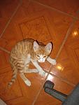     
: IMG_4035.jpg
: 40
:	88.4 
ID:	11941344