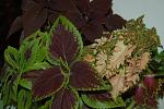     
: DSC_9465.jpg
: 34
:	118.1 
ID:	1194153
