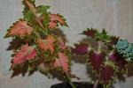     
: DSC_9464.jpg
: 40
:	72.7 
ID:	1194155
