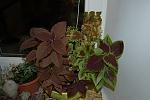     
: DSC_9714.jpg
: 37
:	98.7 
ID:	1194157