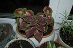     
: DSC_9716.jpg
: 34
:	103.8 
ID:	1194158