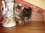     
: DSC02664.JPG
: 47
:	34.6 
ID:	1194519