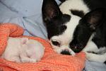    
: IMG_6551.jpg
: 10
:	102.8 
ID:	11947701