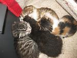     
: IMG_8429.jpg
: 28
:	171.1 
ID:	11947741