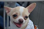     
: IMG_8889.JPG
: 10
:	135.1 
ID:	11954729