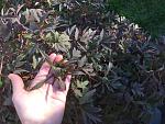     
: IMG_6635.jpg
: 8
:	202.6 
ID:	11963602