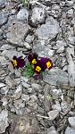    
: IMG_20170403_175241.jpg
: 12
:	113.2 
ID:	11968965