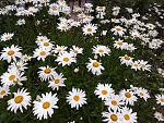     
: 20160702_191041.jpg
: 67
:	253.7 
ID:	11974470