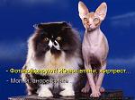     
: kotomatritsa_uD.jpg
: 21
:	52.9 
ID:	11976255