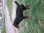     
: 20170408_170703.jpg
: 18
:	212.6 
ID:	11981601