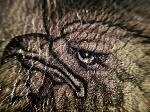     
: IMG_4082.jpg
: 10
:	256.7 
ID:	11982381