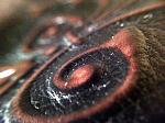     
: IMG_4101.jpg
: 14
:	218.4 
ID:	11982382
