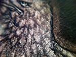     
: IMG_4083.jpg
: 13
:	252.3 
ID:	11982385