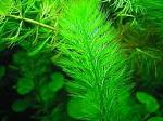     
: 1327937751_peristolistnik.jpg
: 7
:	45.0 
ID:	11990637