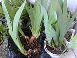     
: 20170411_093732.jpg
: 71
:	172.4 
ID:	11994549