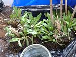     
: 20170411_093942.jpg
: 73
:	185.7 
ID:	11994554