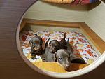     
: 20170418_115420.jpg
: 10
:	127.4 
ID:	11999991