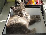     
: DSC00003.jpg
: 31
:	134.5 
ID:	1200271