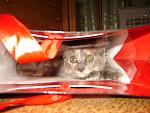     
: DSC00014.jpg
: 31
:	95.1 
ID:	1200280