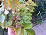     
: IMG_2850.jpg
: 32
:	154.1 
ID:	12014726