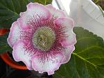    
: DSCN3874.jpg
: 5
:	166.6 
ID:	12020097