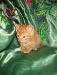    
: IMG_0476.jpg
: 9
:	110.2 
ID:	12021248