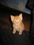     
: IMG_0494.jpg
: 8
:	58.3 
ID:	12021250