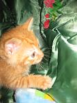     
: IMG_0486.jpg
: 9
:	82.7 
ID:	12021262
