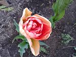     
: 20170429_185432.jpg
: 8
:	137.2 
ID:	12022860