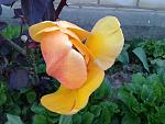     
: 20170429_185715.jpg
: 12
:	125.4 
ID:	12022865