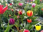     
: P70430-174243.jpg
: 9
:	258.1 
ID:	12024530