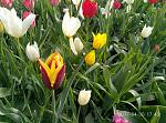     
: P70430-174303.jpg
: 7
:	212.0 
ID:	12024534