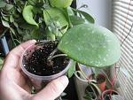     
: IMG_7000.jpg
: 69
:	129.5 
ID:	12035234