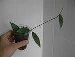    
: IMG_6992.jpg
: 71
:	48.3 
ID:	12035281