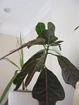     
: IMG_8971.jpg
: 18
:	55.9 
ID:	12036551