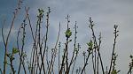     
: IMG_20170505_175817066.jpg
: 9
:	109.2 
ID:	12037287