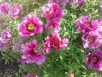     
: 20170507_101112.jpg
: 9
:	247.5 
ID:	12045471