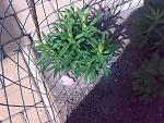     
: 120520176528.jpg
: 61
:	204.3 
ID:	12051177