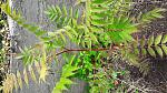     
: 20170513_121052.jpg
: 10
:	254.6 
ID:	12070957