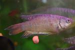     
: DSC_2026.jpg
: 29
:	64.8 
ID:	12072390